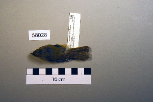  (Phylloscopus humei - UWBM 58028)  @14 [ ] Copyright (2008) Burke Museum of Natural History and Culture Burke Museum of Natural History and Culture