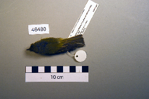  (Phylloscopus humei - UWBM 46480)  @14 [ ] Copyright (2008) Burke Museum of Natural History and Culture Burke Museum of Natural History and Culture