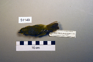  (Phylloscopus inornatus - UWBM 51149)  @14 [ ] Copyright (2008) Burke Museum of Natural History and Culture Burke Museum of Natural History and Culture
