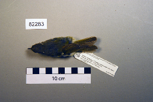  (Phylloscopus inornatus - UWBM 82283)  @14 [ ] Copyright (2008) Burke Museum of Natural History and Culture Burke Museum of Natural History and Culture