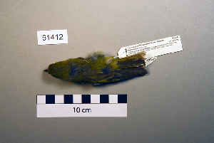  (Phylloscopus sibilatrix - UWBM 61412)  @14 [ ] Copyright (2008) Burke Museum of Natural History and Culture Burke Museum of Natural History and Culture
