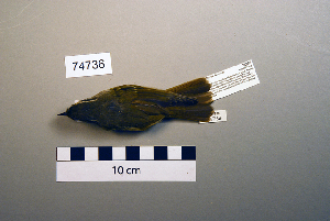  (Phylloscopus tenellipes - UWBM 74736)  @14 [ ] Copyright (2008) Burke Museum of Natural History and Culture Burke Museum of Natural History and Culture