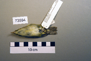 (Phylloscopus trochiloides - UWBM 73594)  @14 [ ] Copyright (2008) Burke Museum of Natural History and Culture Burke Museum of Natural History and Culture
