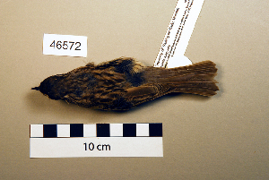  (Prunella atrogularis - UWBM 46572)  @15 [ ] Copyright (2008) Burke Museum of Natural History and Culture Burke Museum of Natural History and Culture