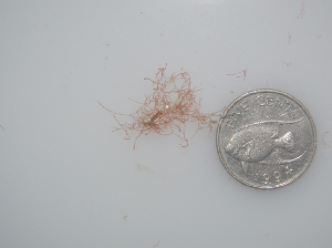 (Centroceras micracanthum - BDA0460)  @12 [ ] Unspecified (default): All Rights Reserved  Unspecified Unspecified
