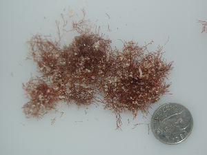  (Centroceras gasparrinii - BDA0476)  @12 [ ] Unspecified (default): All Rights Reserved  Unspecified Unspecified