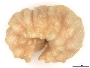  ( - CBG-B16504-H10)  @11 [ ] CreativeCommons - Attribution (2025) CBG Photography Group Centre for Biodiversity Genomics