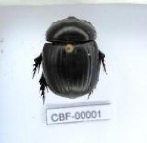  ( - CBF-Scarab-000001)  @11 [ ] No Rights Reserved  Unspecified Unspecified