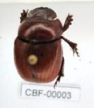  (Dichotomius mamillatus - CBF-Scarab-000003)  @12 [ ] No Rights Reserved  Unspecified Unspecified
