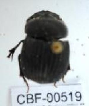  (Dichotomius batesi - CBF-Scarab-000519)  @12 [ ] No Rights Reserved  Unspecified Unspecified