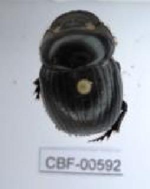  ( - CBF-Scarab-000592)  @11 [ ] No Rights Reserved  Unspecified Unspecified