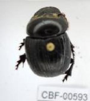  ( - CBF-Scarab-000593)  @11 [ ] No Rights Reserved  Unspecified Unspecified