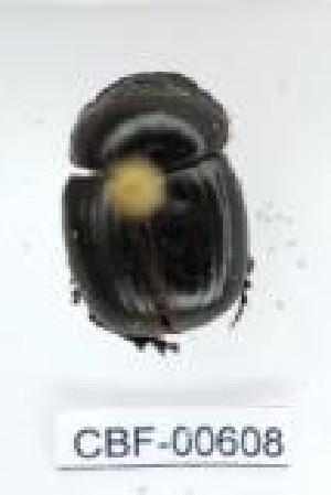  ( - CBF-Scarab-000608)  @11 [ ] No Rights Reserved  Unspecified Unspecified
