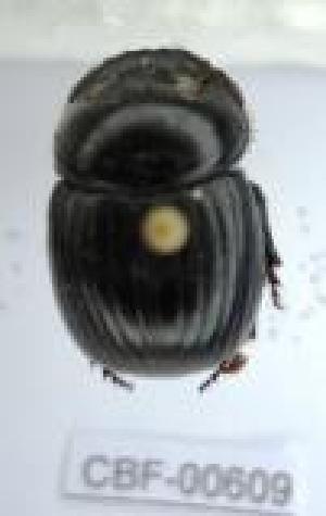  (Dichotomius worontzowi - CBF-Scarab-000609)  @12 [ ] No Rights Reserved  Unspecified Unspecified