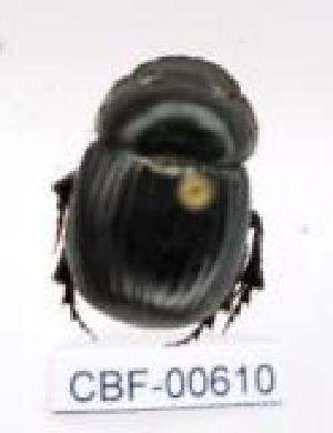  ( - CBF-Scarab-000610)  @11 [ ] No Rights Reserved  Unspecified Unspecified