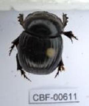  ( - CBF-Scarab-000611)  @11 [ ] No Rights Reserved  Unspecified Unspecified