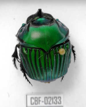  ( - CBF-Scarab-002133)  @13 [ ] Copyright (2011) CBF Coleccion Boliviana de Fauna