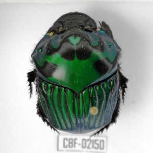  ( - CBF-Scarab-002150)  @11 [ ] Copyright (2011) CBF Coleccion Boliviana de Fauna