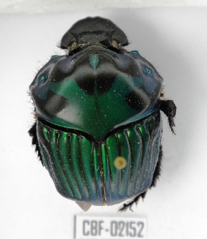  ( - CBF-Scarab-002152)  @13 [ ] Copyright (2011) CBF Coleccion Boliviana de Fauna