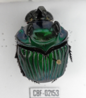  ( - CBF-Scarab-002153)  @11 [ ] Copyright (2011) CBF Coleccion Boliviana de Fauna