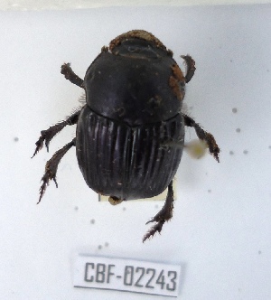  ( - CBF-Scarab-002243)  @11 [ ] Copyright (2011) CBF Coleccion Boliviana de Fauna