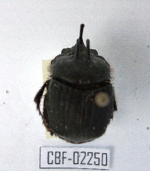  ( - CBF-Scarab-002250)  @11 [ ] Copyright (2011) CBF Coleccion Boliviana de Fauna