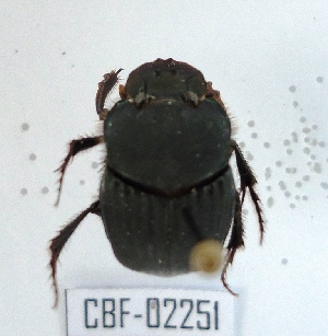  ( - CBF-Scarab-002251)  @12 [ ] Copyright (2011) CBF Coleccion Boliviana de Fauna