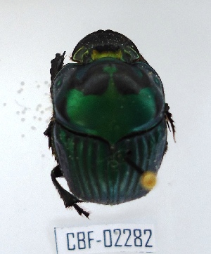  (Oxysternon palaemon - CBF-Scarab-002282)  @11 [ ] Copyright (2011) CBF Coleccion Boliviana de Fauna