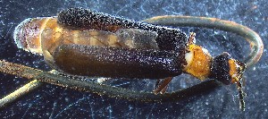  ( - IUP-2019May13-S3a-T13-18)  @11 [ ] nrr (2023) Ellen H. Yerger Indiana University of Pennsylvania