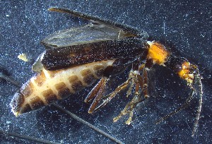  ( - IUP-2019May13-S3a-T13-18)  @11 [ ] nrr (2023) Ellen H. Yerger Indiana University of Pennsylvania