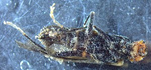  ( - IUP-2019May13-S3a-T14-7)  @11 [ ] nrr (2023) Ellen H. Yerger Indiana University of Pennsylvania