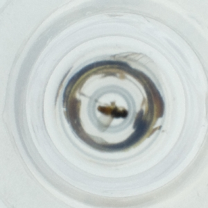  ( - EWTA_006_H4)  @11 [ ] by  Genome Research Ltd as Wellcome Sanger Institute Genome Research Limited operating as Wellcome Sanger Institute