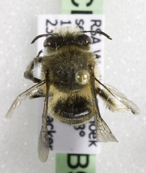  (Anthophora ZAF01 - CCDB-15279 B09)  @13 [ ] CreativeCommons - Attribution Non-Commercial Share-Alike (2011) Packer Collection York University York University