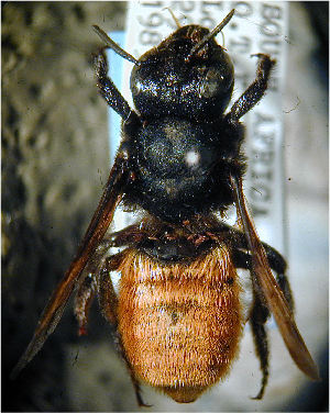  (Megachile cognata - MegBOL 0001)  @11 [ ] CreativeCommons - Attribution Non-Commercial Share-Alike (2011) Connal Eardley ARC-Plant Protection Research Institute