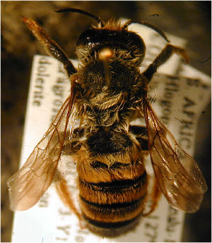  (Megachile dorsata - MegBOL 0010)  @11 [ ] CreativeCommons - Attribution Non-Commercial Share-Alike (2011) Connal Eardley ARC-Plant Protection Research Institute