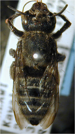  (Megachile rufoscopacaea - MegBOL 0014)  @11 [ ] CreativeCommons - Attribution Non-Commercial Share-Alike (2011) Connal Eardley ARC-Plant Protection Research Institute