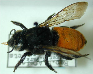  (Megachile bombiformis - MegBOL 0018)  @11 [ ] CreativeCommons - Attribution Non-Commercial Share-Alike (2011) Connal Eardley ARC-Plant Protection Research Institute