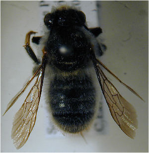 (Megachile karooensis - MegBOL 0032)  @12 [ ] CreativeCommons - Attribution Non-Commercial Share-Alike (2011) Connal Eardley ARC-Plant Protection Research Institute