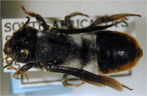  (Megachile cradockensis - MegBOL 0048)  @11 [ ] CreativeCommons - Attribution Non-Commercial Share-Alike (2011) Connal Eardley ARC-Plant Protection Research Institute