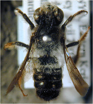  (Megachile angulata - MegBOL 0006)  @14 [ ] CreativeCommons - Attribution Non-Commercial Share-Alike (2011) Connal Eardley ARC-Plant Protection Research Institute