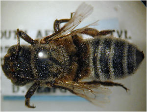  (Megachile mossambica - MegBOL 0062)  @11 [ ] CreativeCommons - Attribution Non-Commercial Share-Alike (2011) Connal Eardley ARC-Plant Protection Research Institute