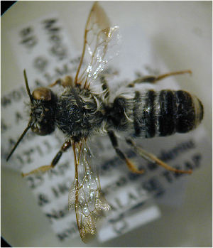  (Megachile serraticauda - MegBOL 0065)  @11 [ ] CreativeCommons - Attribution Non-Commercial Share-Alike (2011) Connal Eardley ARC-Plant Protection Research Institute