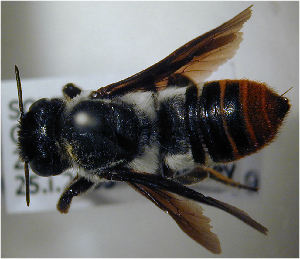 (Megachile sinuata - MegBOL 0066)  @11 [ ] CreativeCommons - Attribution Non-Commercial Share-Alike (2011) Connal Eardley ARC-Plant Protection Research Institute