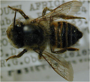  (Megachile ungulata - MegBOL 0076)  @11 [ ] CreativeCommons - Attribution Non-Commercial Share-Alike (2011) Connal Eardley ARC-Plant Protection Research Institute
