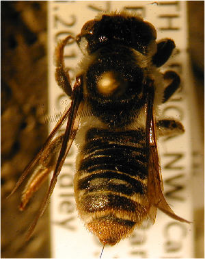  (Megachile seewaldi - MegBOL 0008)  @11 [ ] CreativeCommons - Attribution Non-Commercial Share-Alike (2011) Connal Eardley ARC-Plant Protection Research Institute
