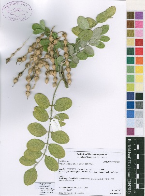  (Sophora tomentosa subsp. Tomentosa - Burrows12889.2)  @11 [ ] No Rights Reserved  Unspecified Unspecified