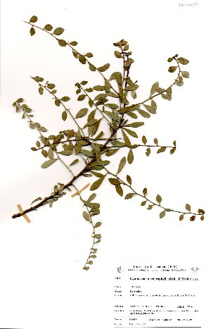  (Gymnosporia heterophylla - OM0623)  @11 [ ] No Rights Reserved  Unspecified Unspecified