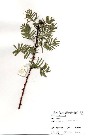  (Acacia hereroensis - RL1332)  @11 [ ] No Rights Reserved  Unspecified Unspecified
