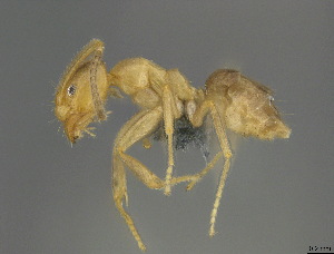  (Bothriomyrmecini - CASENT0383994-D01)  @11 [ ] CreativeCommons  Attribution (2025) California Academy of Sciences California Academy of Sciences