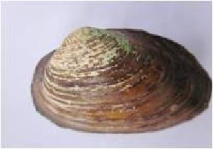  ( - SBM26)  @12 [ ] Unspecified (default): All Rights Reserved  Unspecified Unspecified